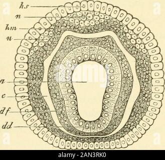 The evolution of man: a popular exposition of the principal points of human ontogeny and phylogenyFrom the German of Ernst Haeckel . Stock Photo