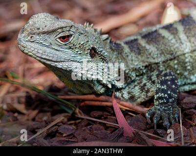 Australian water dragon - Intellagama lesueurii or Physignathus lesueurii, eastern water dragon (ss. lesueurii ) and Gippsland water dragon (ss. howit Stock Photo