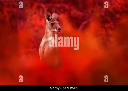 Macropus giganteus - Eastern Grey Kangaroo, standing close to the fire in Australia. Burning forest in Australia. Stock Photo