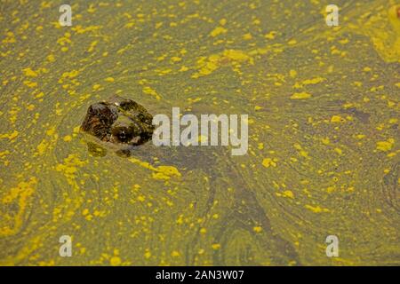 snapping turtle, Chelydra serpentina, and algal bloom,Cyanobacteria, "blue-green algae", microcystin-producing cyanobacterium, Woronichinia naegliana Stock Photo