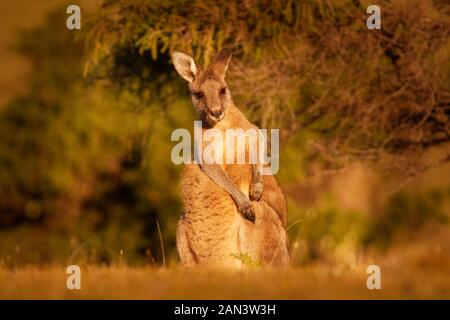 Macropus giganteus - Eastern Grey Kangaroo marsupial found in eastern third of Australia, with a population of several million. It is also known as th Stock Photo
