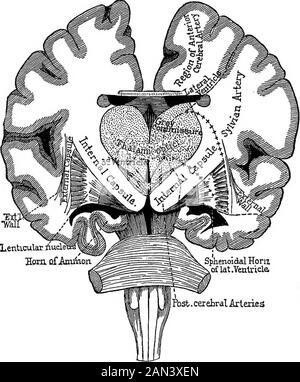 Lectures on localization in diseases of the brain, delivered at the Faculté de médecine, Paris, 1875 . which the vascular ter-ritories are separated by dotted lines, will make the detailsclearer. The description of the striated arteries alone requires someexplanation. With this you will possess, in brief, all that isnecessary to a knowledge of the central arteries, whether theycome from the anterior or the posterior cerebral arteries. Emanating from the superior border of the Sylvian artery,the striated arteries enter the apertures of the anterior per-forated space, where they soon disappear