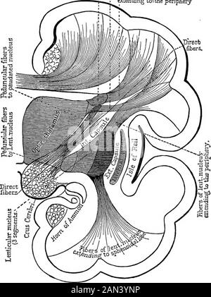 Lectures on localization in diseases of the brain, delivered at the Faculté de médecine, Paris, 1875 . r) arecentrifugal and connected with movements of the limbs,while others (the posterior) are centripetal and connectedwith the transmission of sensorial impressions (Fig. i8). To sum up, the internal capsule, according to modern re-searches, is composed as follows : 1st. By the direct peduncular fasciculi, which traverse thecapsule without entering the ganglia. 2d. By the indirect peduncular fasciculi. Of these someare sent to the corpora striata, which they approach by theinferior face ; o