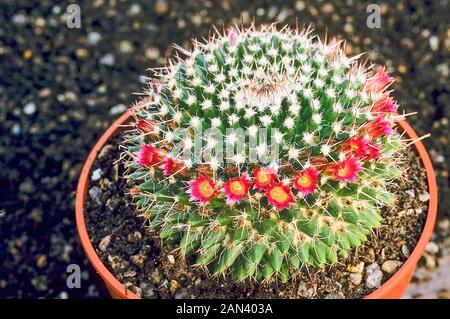 Close up of flowering Spiny pincushion cactus (Mammillaria spinosissima ...