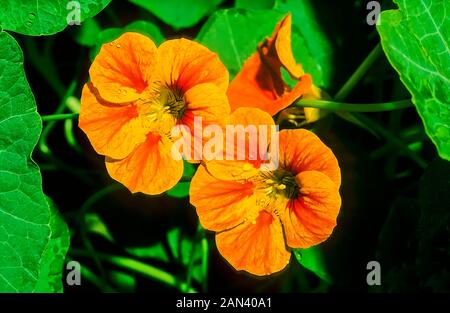 Tropaeolum Whirlybird Nasturtium A climbing and trailing annual that has single & semi-double red pink yellow and orange flowers in summer and autumn. Stock Photo