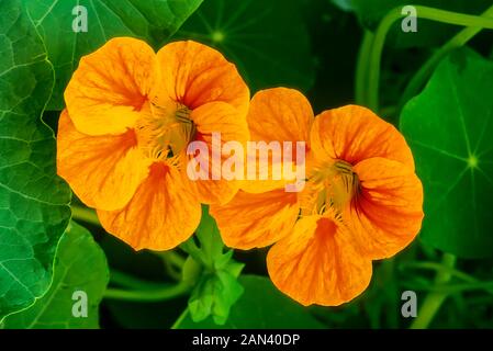 Tropaeolum Whirlybird Nasturtium A climbing and trailing annual that has single & semi-double red pink yellow and orange flowers in summer and autumn. Stock Photo