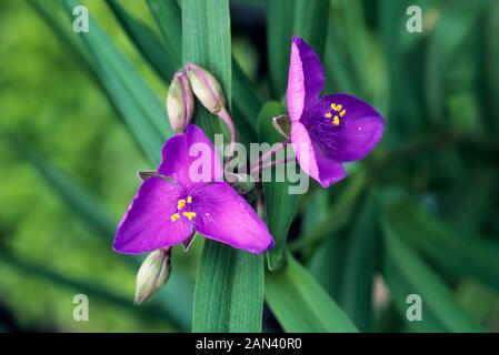 Tradescantia virginiana flowers and buds.in close up set against a background of leaves. An evergreen perennial that is fully hardy. Stock Photo