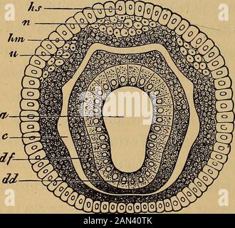 The evolution of man: a popular exposition of the principal points of human ontogeny and phylogene . Stock Photo