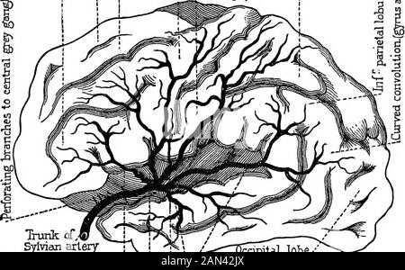 Lectures on localization in diseases of the brain, delivered at the Faculté de médecine, Paris, 1875 . stance {substantiaperforata). These are the arteries of the central gray ganglia,or more definitely, the arteries of the corpora striata. Letus here examine the cortical system, leaving for the momentthe gray ganglia. At the bottom of the fissure of Sylvius is seen the islandof Reil, on a level with which the Sylvian artery divides intofour branches, each of which deserves a special name. Thesebranches follow the furrows that separate the convolutions ofthe island and to which they furnish
