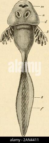 The evolution of man: a popular exposition of the principal points of human ontogeny and phylogenyFrom the German of Ernst Haeckel . Fig. 193.—Larva of Spotted Land-Newt (Salamandra maculata), fromthe ventral side. La the centre a yelk-sac yet protrudes from the intestine.The external gills aie prettily branched and tree-like. The two pairs oflimbs are yet very small. Pig. 194.—Larva of the Common Grass-Frog (Rana temporaria), a so-called tadpole: m, mouth; n, a pair of suction cups used in clinging to stones;d, skin-fold, which gives rise to the gill-roof ; behind are the gill-openings,from w Stock Photo