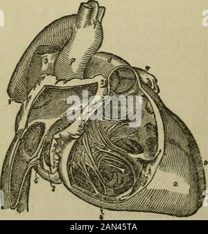 The physiology and hygiene of the house in which we live . name of the ...