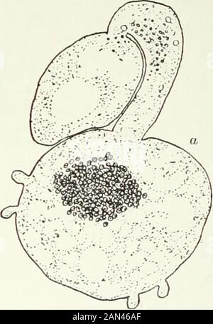 Fungi, Ascomycetes, Ustilaginales, Uredinales . Fig. 62. Pyromma conjluens; a. antheridium, trichogyne and oogonium,male and female nuclei collected in the middle of the latter; b. c. fusionof male and female nuclei; after Harper. spread out into the cytoplasm of the beak, suggesting that the solventaction is mainly exerted from the interior of the trichogyne. The openpore now becomes thickened around its margin so that an exceedinglystrong ring unites the antheridium and trichogyne, and they can be bentor turned upon each other without being pulled apart. This arrangementis no doubt necessary