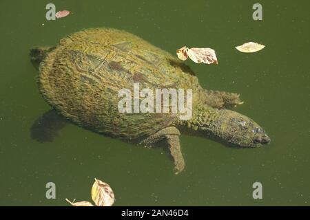 snapping turtle, Chelydra serpentina, Maryland Stock Photo