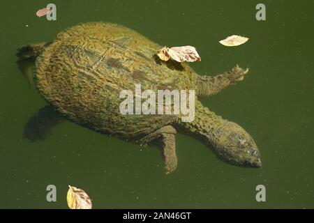 snapping turtle, Chelydra serpentina, Maryland Stock Photo