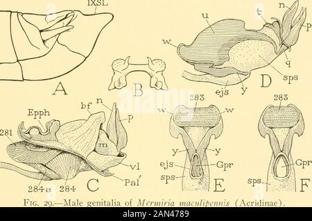 Smithsonian miscellaneous collections . al parts are united by a strongzygoma (C, s) in the under surface of the basal fold (B). From eachof the apical processes of the aedeagus (F, n, p) a. sclerite extendsproximally in the inner wall of the endophallic meatus (o, q). Herethe extremities of the dorsal pair of sclerites are united by a widedorsal bridge (t), while the tapering ends of the ventral sclerites aresharply bent upward (s) and then gradually expanded anteriorly to NO. 6 GRASSHOPPER ABDOMEN SNODGRASS 75 form the large lateral plates (u) of the endophalic walls. The ejacu-latory sac (e Stock Photo