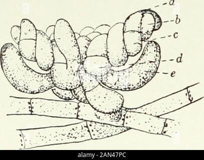 Fungi, Ascomycetes, Ustilaginales, Uredinales . Fig. 55. Sepultaria coron M uniseriate spores ; ascus opening bya lid; branched, septate, clavateparaphyses; x 600. 7 98 DISCOMYCETES [ch. should be ultimately established, the curious stalked conidium of Ascoboluscarbonarius. The archicarp is of much commoner occurrence, and seems more likelyto be useful as a gauge of relationship. Among Discomycetes the simplesttype is undoubtedly that of Ascodesmis or Thelcbolus; the significant detailsin Thelebohis are not fully known, but in Ascodesmis we have a stout, twistedhypha, divided into three parts,