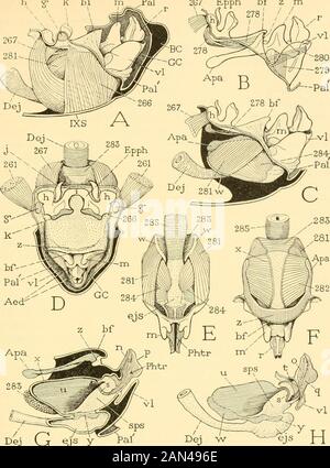 Smithsonian miscellaneous collections . ctly into a laterallycompressed cavity of the dorsal lobe of the aedeagus. At the baseof the latter this open cleft passes into a short tubular meatus, whichleads into a large inner chamber of the endophallus. In each lateralwall of the phallotreme cleft are two elongate parallel sclerites (fig.24 C, o, q), from the outer ends of which project the external apicalprocesses {n, p). The dorsal (anterior) sclerites (o) end proximallyin the meatus, where they are connected with each other by a strongtransverse arch {t) in the dorsal wall of the passage. The v Stock Photo