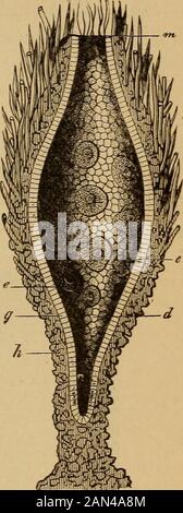 The evolution of man: a popular exposition of the principal points of human ontogeny and phylogene . Figs. 180, 181.—Haliphysema primordiale, an extant Gastraea-form.Fig. 180. External view of the whole spindle-shaped animal (attached by-its foot to seaweed). Fig. 181. Longitudinal section of the same. Theprimitive intestine (d) opens at its npper end in the primitive month {m).Between the whip-cells (g) lie amoeboid eggs (e). The skin-layer (h) belowis encrusted with grains of sand, above with sponge-spicnles. opening at the top is the mouth-opening (Fig. 181, m).The two cell-strata forming t Stock Photo