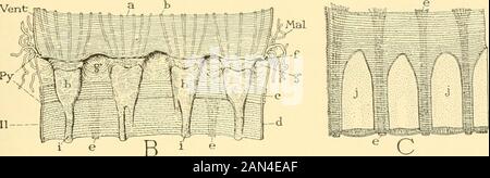 Smithsonian miscellaneous collections . Eppt29S Mai J. Fig. i6.—The proctodaeum of Dissosfcira Carolina. A, general view of the proctodaeum, showing its subdivisions, its muscles,and groups of Malpighian tubules given off from anterior end. B, internal viewof pyloric region between ventriculus and ileum, with pockets from which theMalpighian tubules arise. C, anterior ends of rectal glands, inner view ofrectal wall. a, b, circular and longitudinal muscles of ventriculus; c, pyloric sphincter;Cln, colon; d, circular muscles of proctodaeum; e, bands of longitudinal procto-daeal muscles; Eppf. e Stock Photo