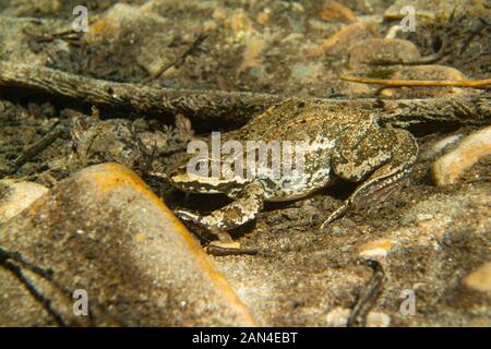 little frog hiding in a pond with just his eyes looking out of muddy water  and air bubbles surrounding him. disguise, camouflage, amphibian concept  Stock Photo - Alamy