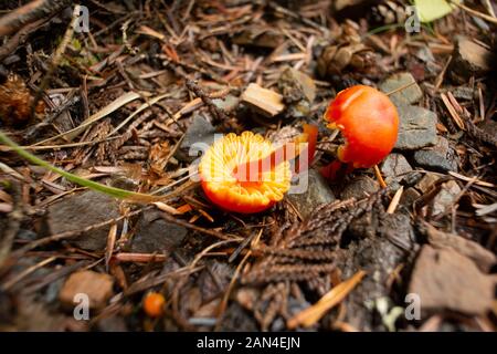 Hygrocybe miniata, Vermilion Waxcap, or Fading Scarlet Waxycap growing in a coniferous forest, up on Eagle View, in northwest Sanders County, Montana Stock Photo