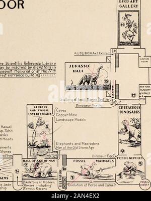 General guide to the exhibition halls of the American Museum of Natural History . Feather Cloak-HawaiiFire Walk Group-TahitiMelanesian Masksaori Tattooed Heads The Elements Gems and Gem Stones (Amethyst Crystals-PetrifiedTrees fChmese and Japanese Jadedrummond HALL V  Ivory Craftsmanship. INDEX PLAN FOR FOURTH FLOOR OF MUSEUM Numbers in list below refer to the Hall Numbers shown in circles in the above diagram Anthropology. Halls 6 and 8.Audubon Art Exhibit. Hall 12a.Bird Art Gallery. Hall 19.Camel, Evolution of. Hall 3.Dinosaurs. Halls 5, 9, 12a, and 13.Drummond Collection of Jade. Hall 6.Egg Stock Photo