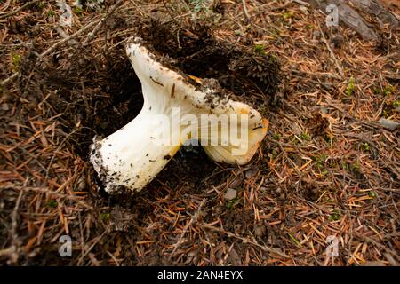 Hypomyces lactifluorum, white Lobster Mushroom, growing in a coniferous forest, up on Eagle View, in northwestern Sanders County, Montana.  Hypomyces Stock Photo