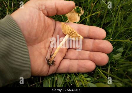 Marasmius oreades, Fairy Ring Mushrooms growing on a lawn at Troy, Montana  Marasmius oreades  Kingdom: Fungi Phylum: Basidiomycota Class: Agaricomyce Stock Photo