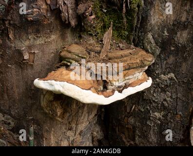 Artist's Conk mushroom, Ganoderma applanatum, growing on a dead tree, in Troy, Montana. Stock Photo