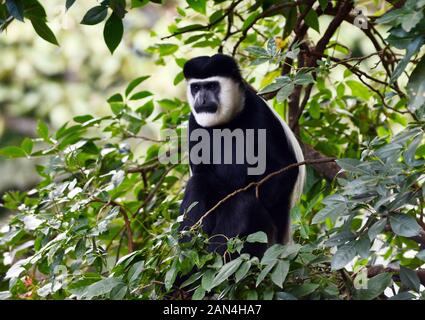 Colobus monkey in the forest in Ethiopia. Stock Photo