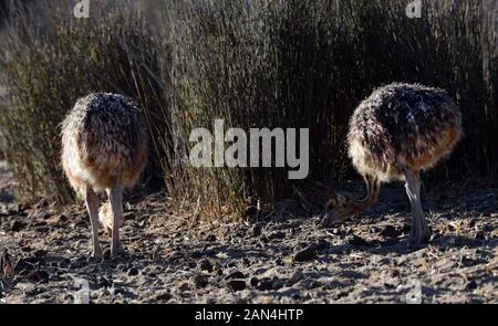 Young Ostrich birds in Aquila game reserve in South Africa. Stock Photo