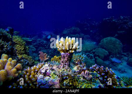 Great Barrier Reef underwater view of colourful coral reef with small fish blue water background, The Great Barrier Reef is located in the Coral Sea, Stock Photo