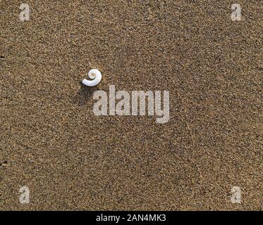 Spirula shells on sand, top flat view in evening warm sun light. Stock Photo