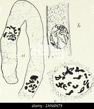 Fungi, Ascomycetes, Ustilaginales, Uredinales . Fig. 10. Humaria rutilans (Fr.)San.: an ascus (n) the terminal cellconnected with which has continuedits growth and given rise to anotherascus (/&gt;) from tin- terminal cell of whicha third ascus (c) has arisen, x 1250.. Fig. 11. Humaria rutilans (Fr.) Sacc.; a. asco-genous hypha showing sixteen chromosomes ineach nucleus, x 1950; 6. fusion nucleus of ascuspassingout of synapsis, x i^oojc. fusion nucleusof ascus showing sixteen gemini, X 19=0. observations have since been widely confirmed by a number of investi-gators, and synapsis, the second c Stock Photo