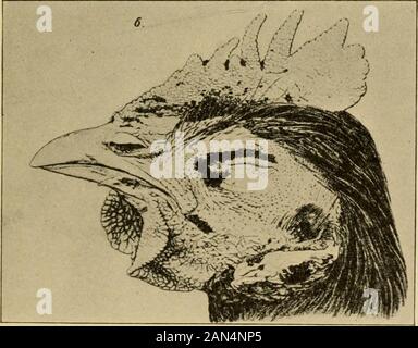 Handbook of medical entomology . Echidnophaga gallinacea.. 97. Echidnophaga gallinacea infesting head of chicken. After Enderlein. dots can be discovered, when the jigger should be at once removed,and in this way suppuration wall be prevented. It is advisable, 130 Parasitic Arthropoda also, to sprinkle the floors with carbolic lotion, Jeyes fluid, or withpyrethrum powder, or with a strong infusion of native tobacco, asrecommended by Law and Castellani. Echidnophaga gallinacea (fig. 96) is a widely distributed Hectopsyl-lid attacking poultry (fig. 97). It occiirs in the Southern and South-weste Stock Photo