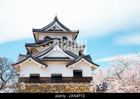 Hikone castle with spring cherry blossoms in Shiga, Japan Stock Photo