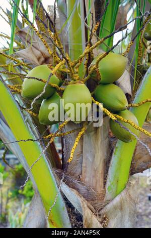 Green young coconuts growing on a palm tree Stock Photo