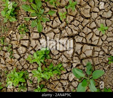 Dry and broken soil surface made of light brown muddy fluvial material with new young green plants growing out of the cracks. Stock Photo