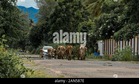 Herd of cows walking down the road  and approaching a car in Pak Nam Pran, Thailand Stock Photo
