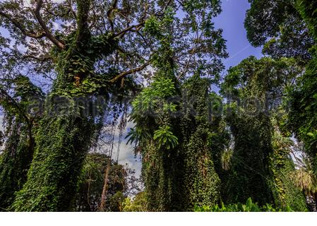 The Rainforest Of The National Botanical Gardens Of Uganda Along