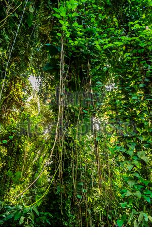 The Rainforest Of The National Botanical Gardens Of Uganda Along