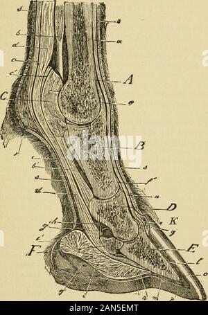 The family horse : its stabling, care and feedingA practical manual for horse-keepers . this deviation from thenatural shape is generally proportioned to the length of time ithas worn shoes. The shoe should be as light as possible to withstand the wearand perform the service required. The coffin-bone of the foot isopen and porous in its texture, to impart lightness to the foot, yetthe design of nature is defeated by loading the feet with too heavyshoes. In the young animal, shod for the first time, we have theappearances presented by a perfectly normal foot, which requires nopreparation whatev Stock Photo