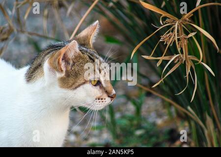 A cat looks interested on something out of the photo. Stock Photo