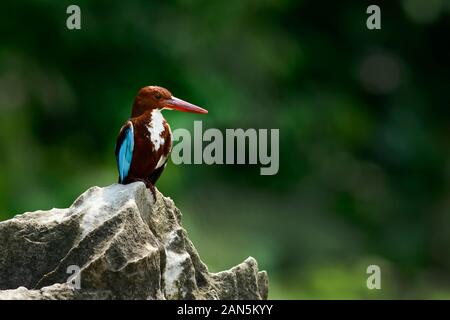 White-throated kingfisher sitting on the rock Stock Photo