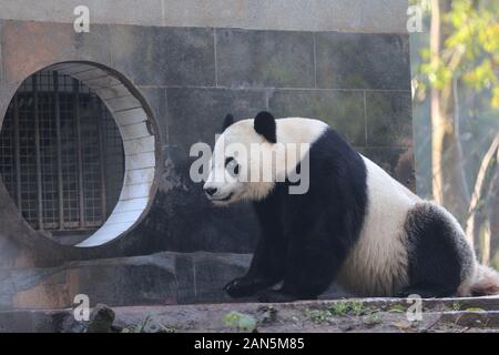 Panda Bei Bei sits on the ground at the China Conservation and Research Center for Giant Panda Ya'an Bifengxia Base in Chengdu city, south-west China' Stock Photo
