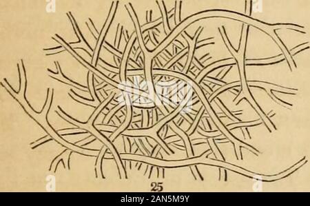 Introduction to structural and systematic botany, and vegetable physiology, : being a 5th and revedof the Botanical text-book, illustrated with over thirteen hundred woodcuts . s branches are symmetrically arranged intwo opposite rows, like the plume of a feather. In these cases, the fully developed plant, with all itsbranches, is only one proliferouscell, extended from various pointsby this faculty of continuous bud-ding growth. The mycelium orspawn of Mushrooms, and the in-tricate threads of Moulds (Fig.92-94) are formed of very attenuated branching cells. And inLichens and many Fungi, cells Stock Photo