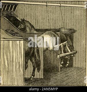 The family horse : its stabling, care and feedingA practical manual for horse-keepers . a desire to relieve the tedium of confinement and inaction. The best and in fact the only effective measures, either for pre-vention or cure of these habits are kindness and a considerate regardfor the comfort and well-being of the horse. If there is so littleemployment for the horse that many hours out of the twenty-fourare left between work, feeding, grooming and sleep, it should by allmeans be given a roomy loose box. No horse with spirit enough tobe worth keeping, will stand like an ox, contented and st Stock Photo