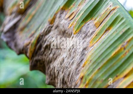 Banana tree disease, Symptoms of black sigatoka on banana foliage, Black sigatoka infected plant, Dry banana leaf surface. Stock Photo