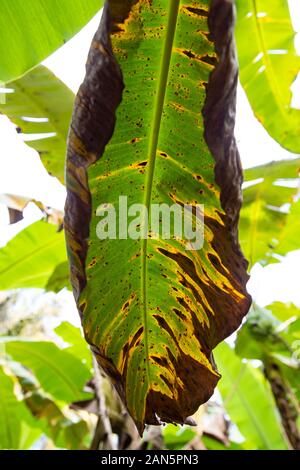 Banana tree disease, Symptoms of black sigatoka on banana foliage, Black sigatoka infected plant, Dry banana leaf surface. Stock Photo