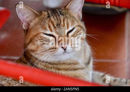 Close up of a sleepy tabby cat resting under a red rocking chair. Rincon, Puerto Rico. Stock Photo